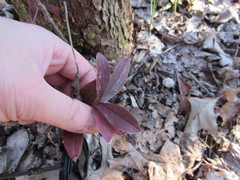 Liriomyza phloxiphaga
