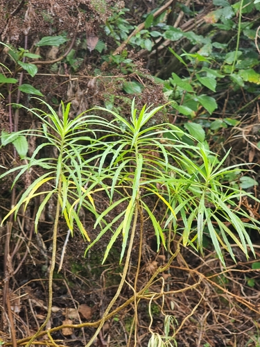 Erysimum bicolor (Erysimum bicolor)