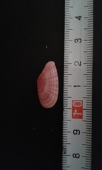 Moerella pulchella