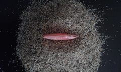 Moerella pulchella