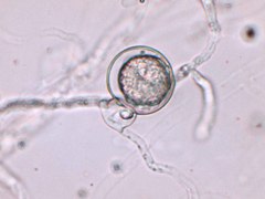 Pythium aphanidermatum