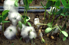 Pythium aphanidermatum