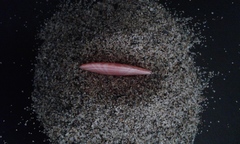 Moerella pulchella