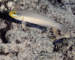 Valenciennea strigata