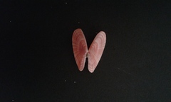 Moerella pulchella