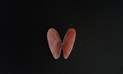 Moerella pulchella