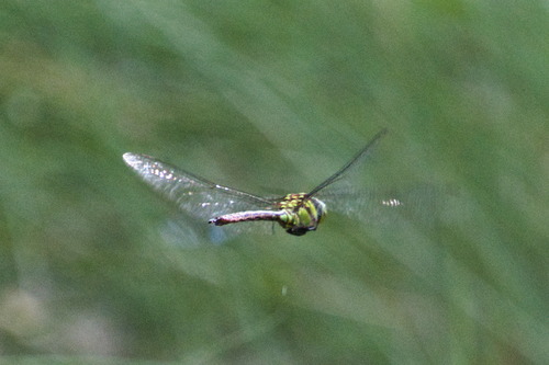 Malachite Darner photographed in Arizona
