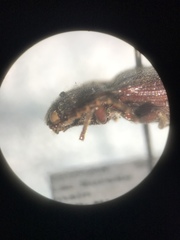 Melanotus castanipes