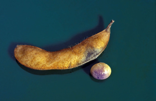 Cercospora kikuchii