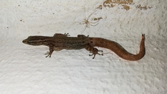 Sphaerodactylus graptolaemus