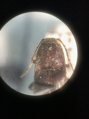 Melanotus castanipes