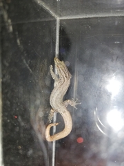 Sphaerodactylus graptolaemus