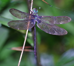 Gynacantha membranalis