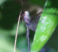 Gynacantha membranalis
