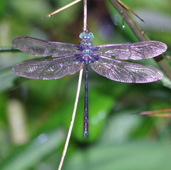 Gynacantha membranalis