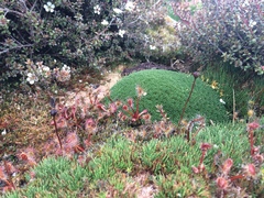Drosera stenopetala