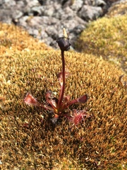 Drosera stenopetala