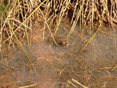 Lithobates kauffeldi