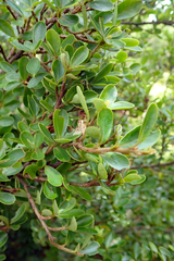 Myrsine coxii