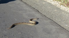 Acrantophis dumerili