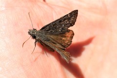 Erynnis persius