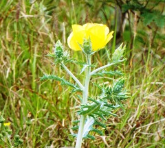 Argemone mexicana