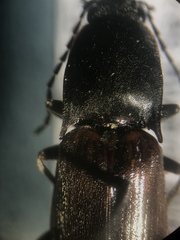 Acteniceromorphus spinosus