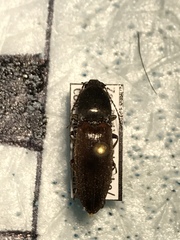 Acteniceromorphus spinosus