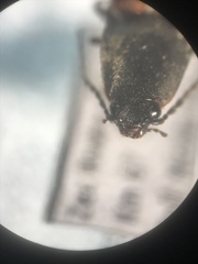 Acteniceromorphus spinosus