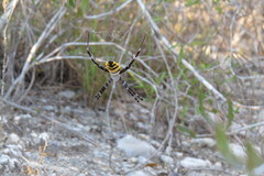 Argiope coquereli
