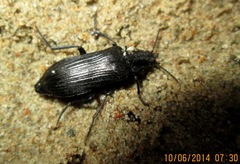 Melandrya dubia