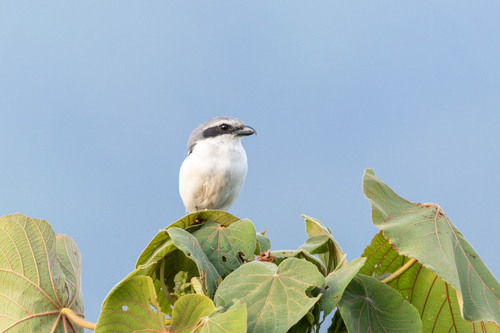 Mackinnon's Shrike