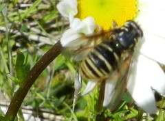 Temnostoma excentrica
