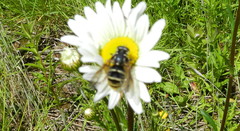 Temnostoma excentrica
