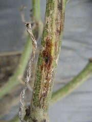 Stagonosporopsis cucurbitacearum