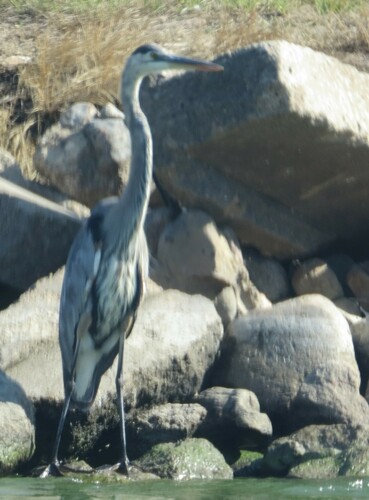 Great Blue Heron photographed in North Dakota