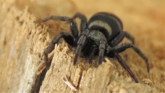 Latonigena auricomis
