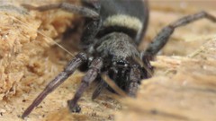 Latonigena auricomis