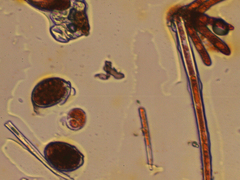 Cephaleuros virescens