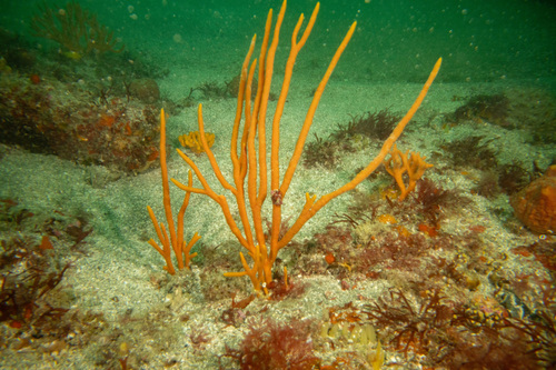 Axinella australiensis