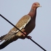 Picazuro Pigeon - Photo (c) Deyvson Moutinho Caliman, some rights reserved (CC BY-NC), uploaded by Deyvson Moutinho Caliman