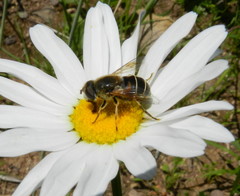 Eristalis cryptarum