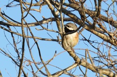 Calicalicus rufocarpalis