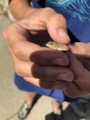 Sceloporus occidentalis