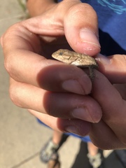 Sceloporus occidentalis