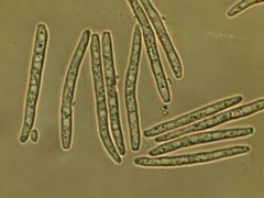 Pseudocercosporella bakeri