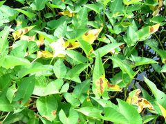 Pseudocercosporella bakeri