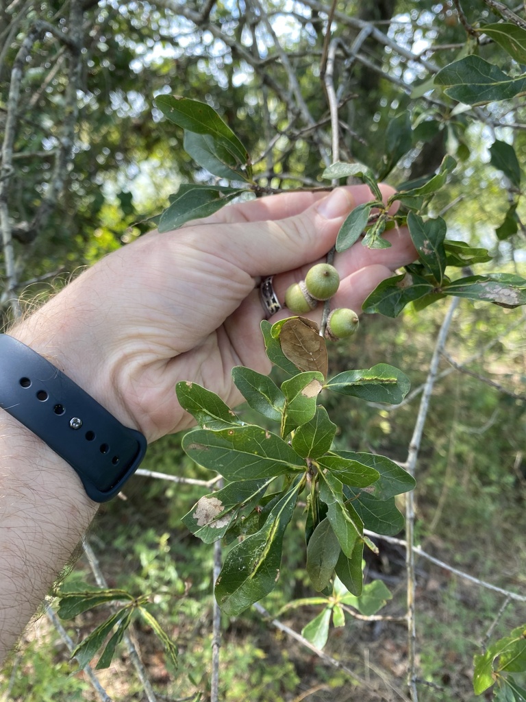 water oak from Ouachita National Forest, Haworth, OK, US on September
