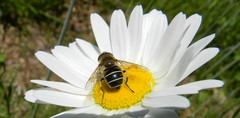 Eristalis cryptarum