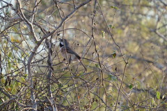 Calicalicus rufocarpalis